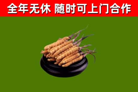 城中区回收散虫草