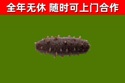 城中区回收海参干